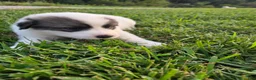 Great Pyrenees dogs for sale: Robin - Ad 10