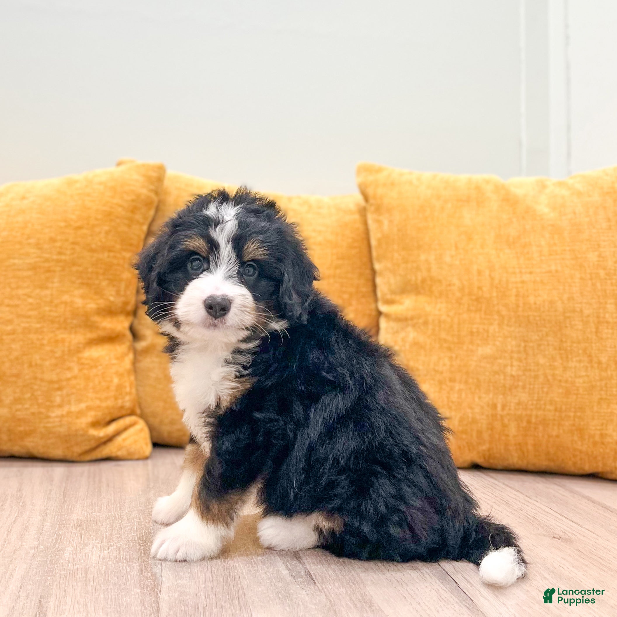 Mini Bernedoodle dogs Hudson - Ad 1