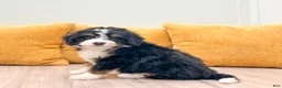 Mini Bernedoodle dogs for sale: Hudson - Ad 1