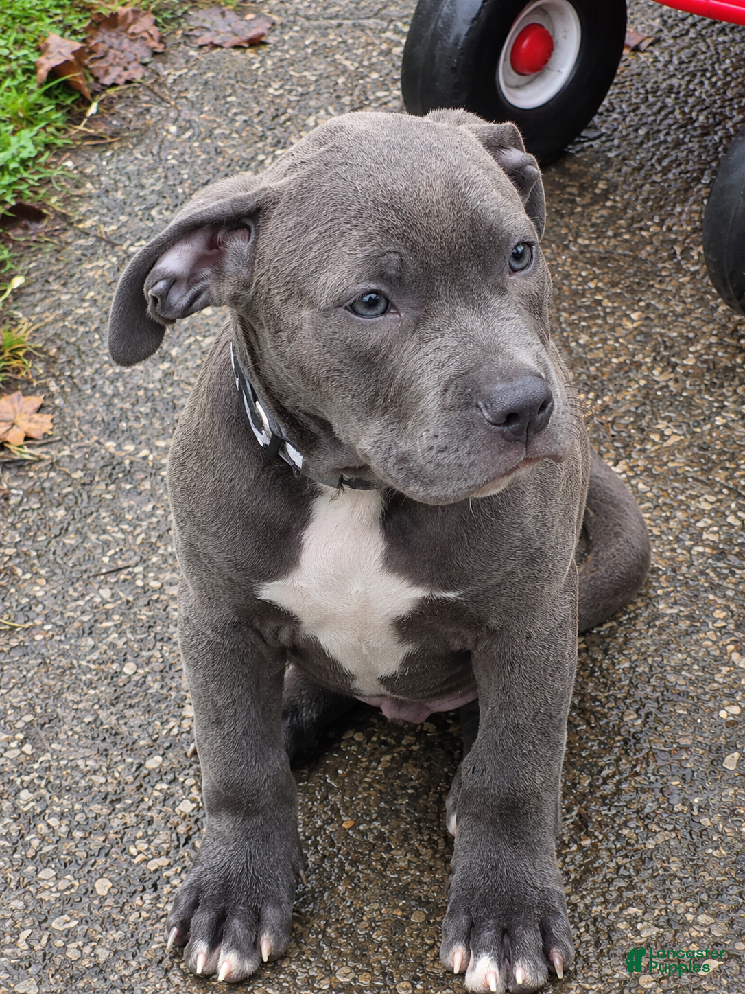 Mixed Breed dogs for sale: Kano - Ad 12
