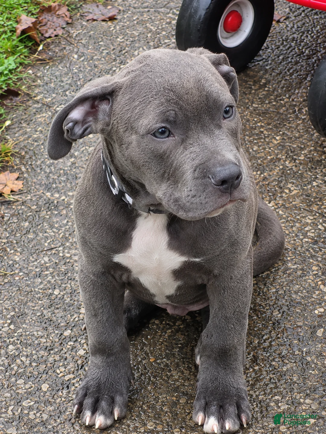 Mixed Breed dogs for sale: Kano - Ad 1