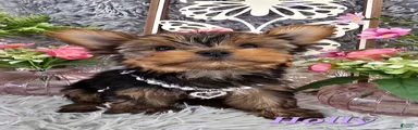 Yorkshire Terrier Puppy 4