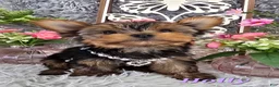 Yorkshire Terrier dogs for sale: Holly - Ad 4