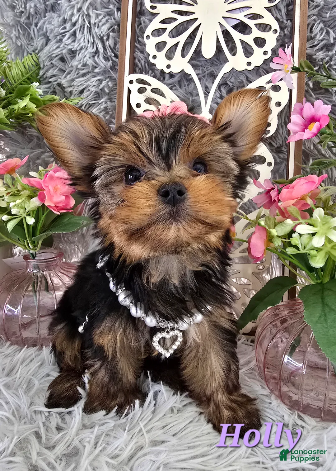 Yorkshire Terrier dogs for sale: Holly - Ad 4
