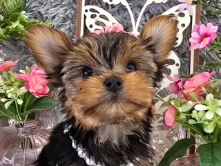 Yorkshire Terrier dogs Holly - Ad 32