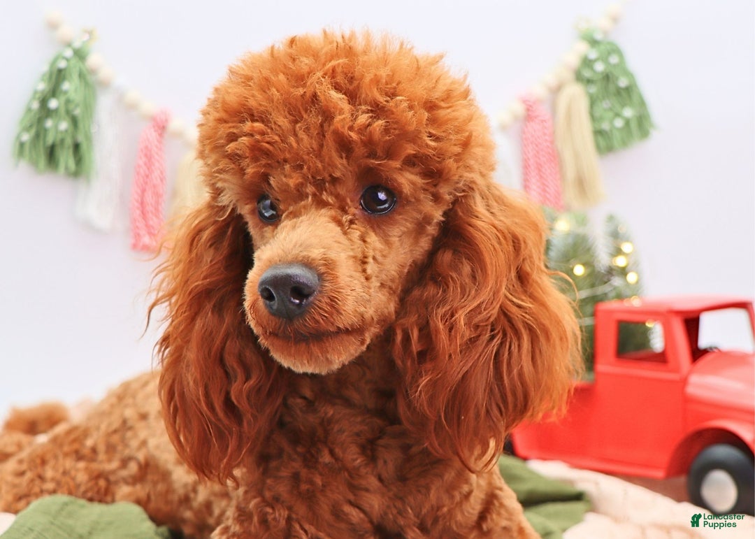 Miniature Poodle dogs for sale: Marshall - Ad 12
