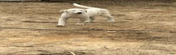 Mixed Breed dogs for sale: Jamie - Ad 3