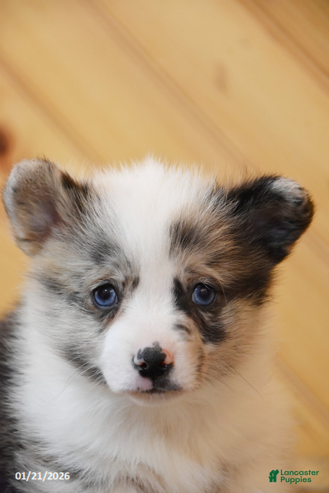 Welsh Corgi Pembroke dogs for sale: Sweets - Ad 3