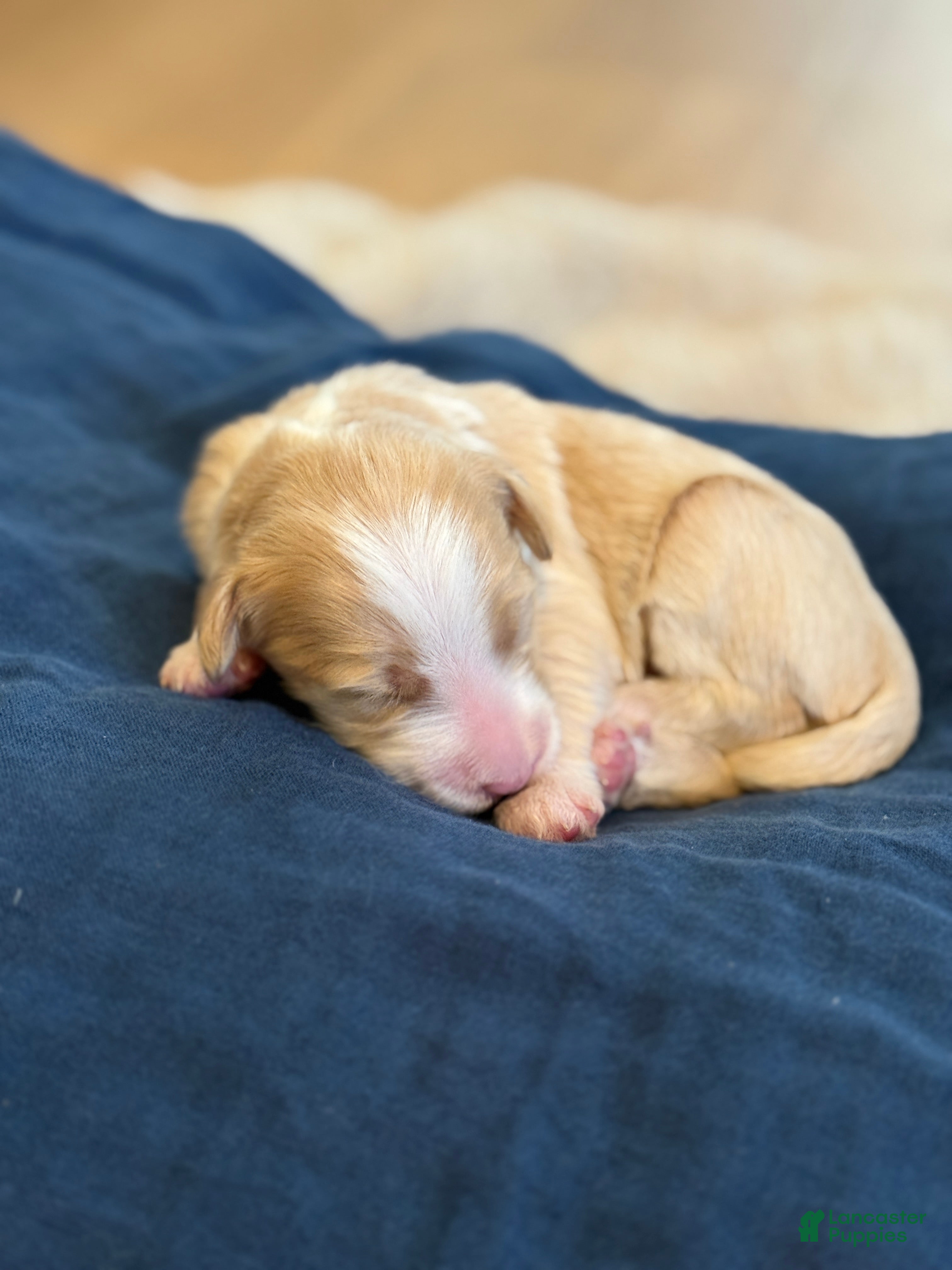 Bernedoodle dogs Candy - Ad 1