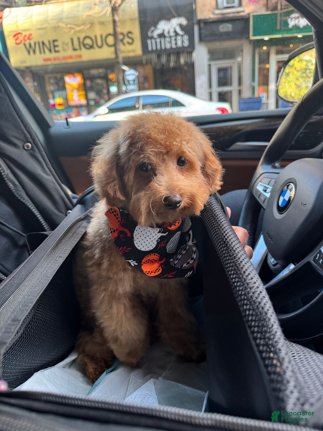 Toy Poodle dogs for sale: Toy Poodle Puppy 1 - Ad 1