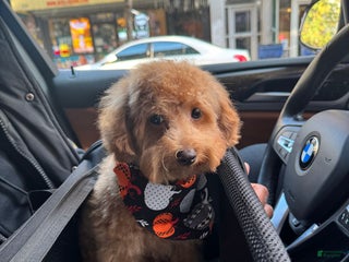 Toy Poodle dogs Toy Poodle Puppy 1 - Ad 35