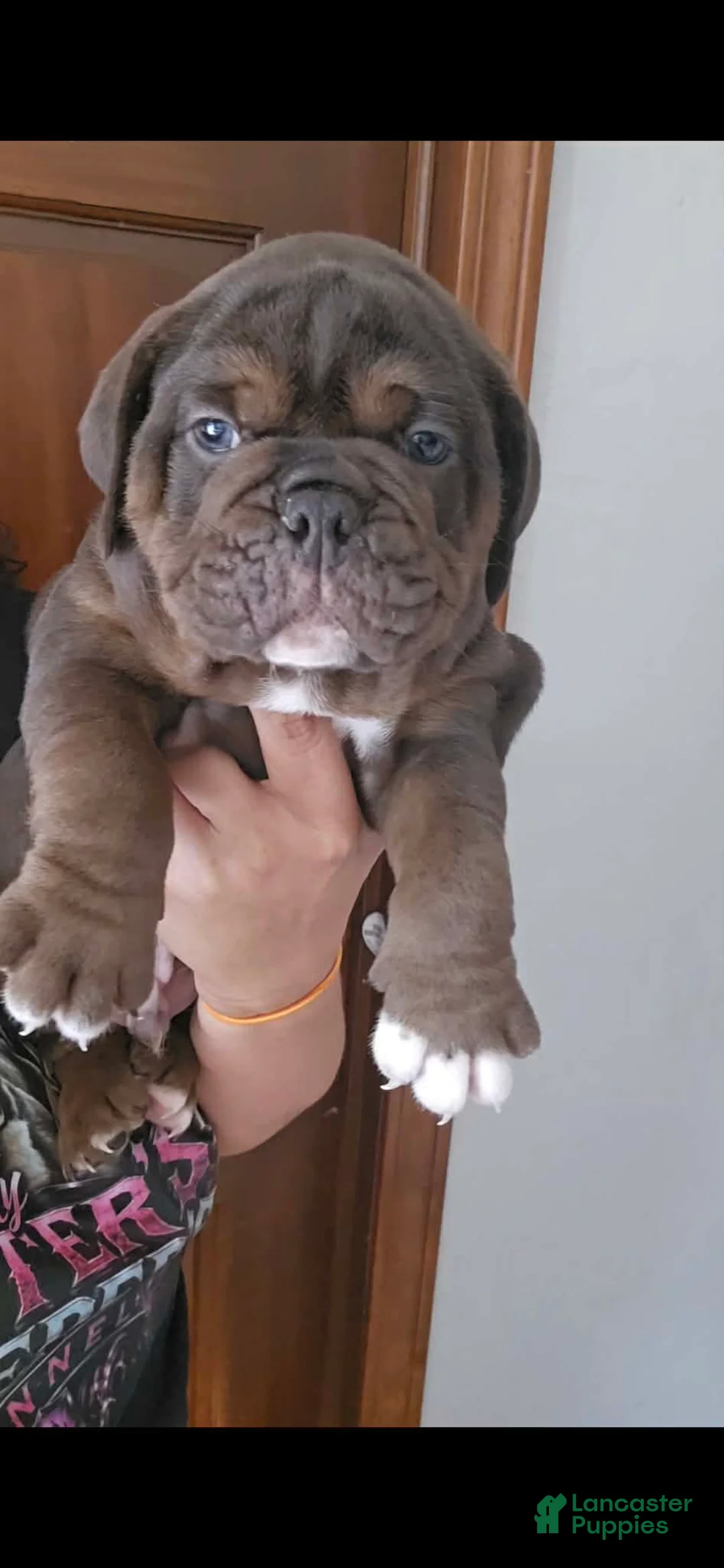 Olde English Bulldogge dogs for sale: Chocolate tri ghost Merle male  - Ad 2