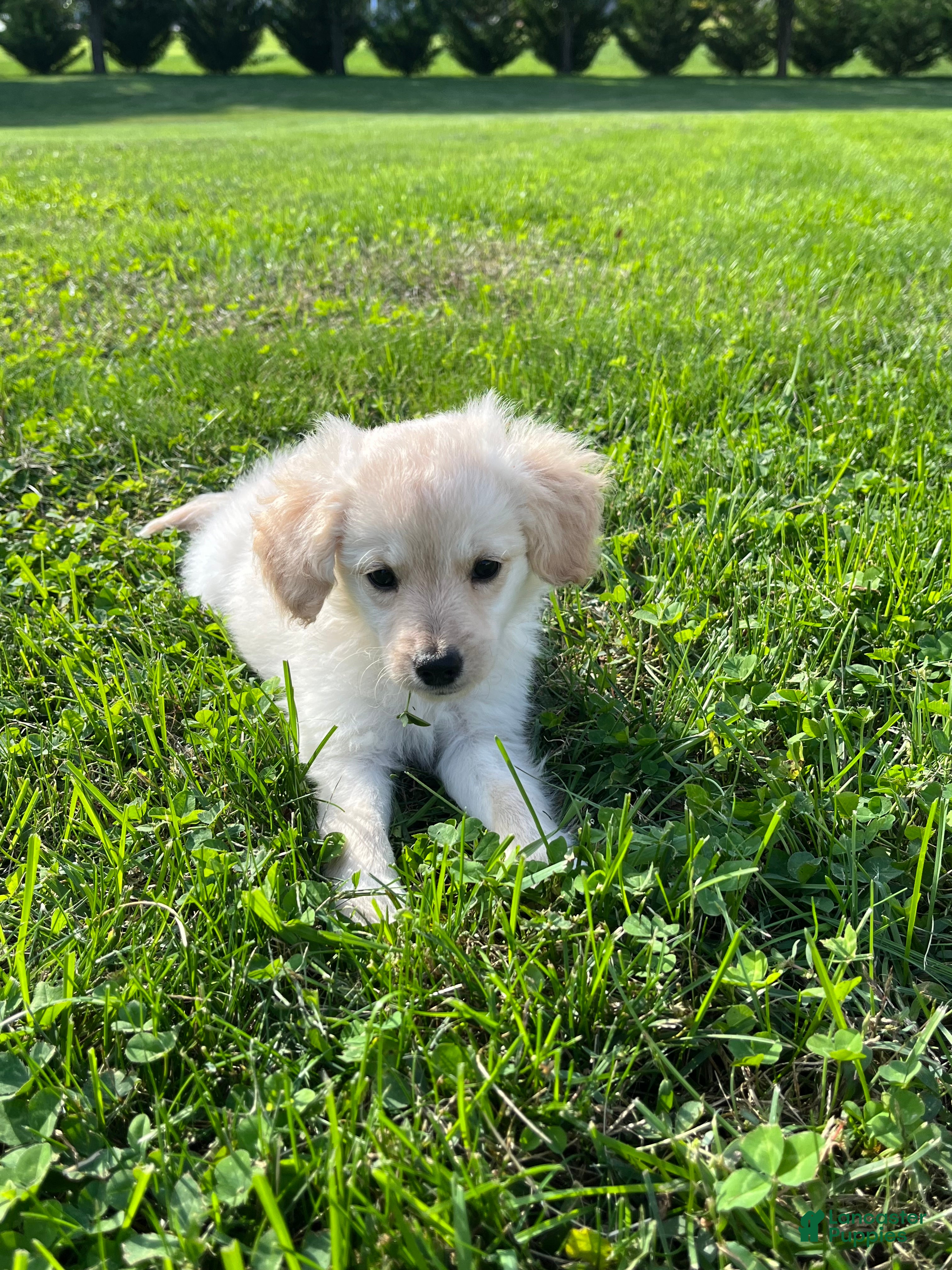 Doodle / designer cross (Doodle / designer cross, Female) in Colts Neck, NJ