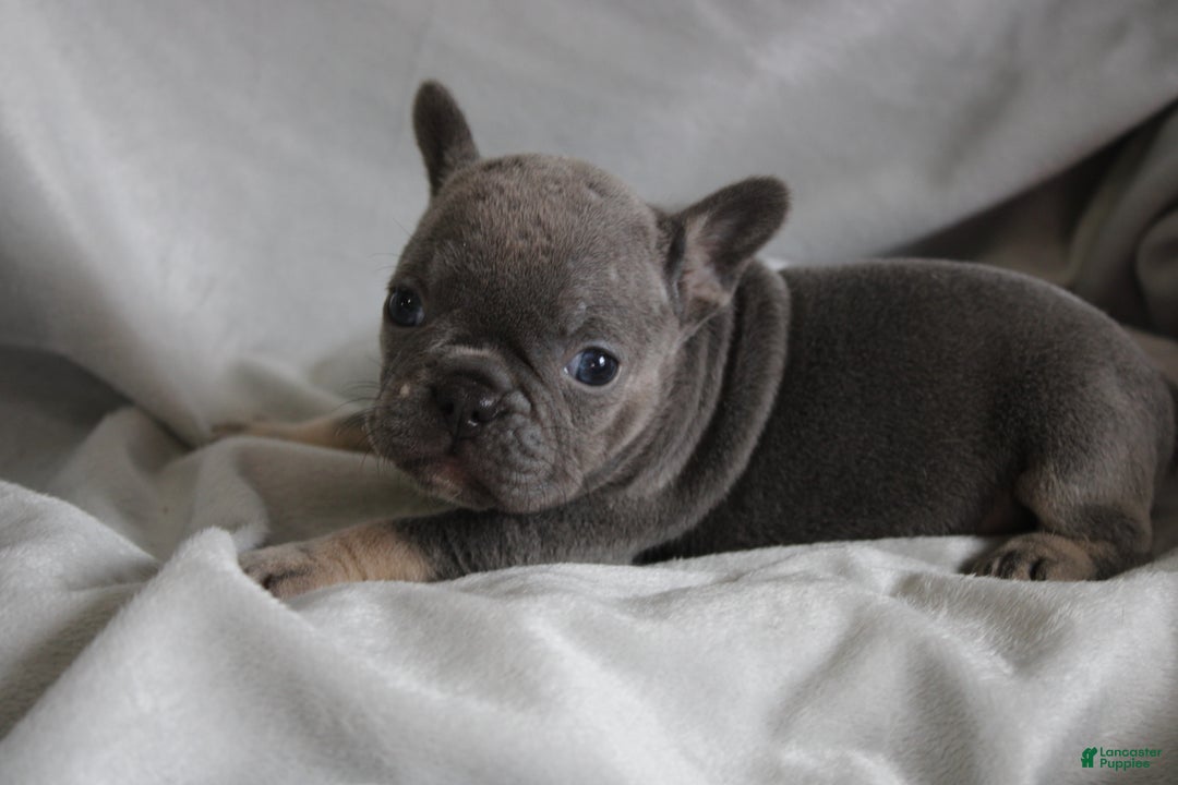 French Bulldog dogs for sale: HARLIE - Ad 2