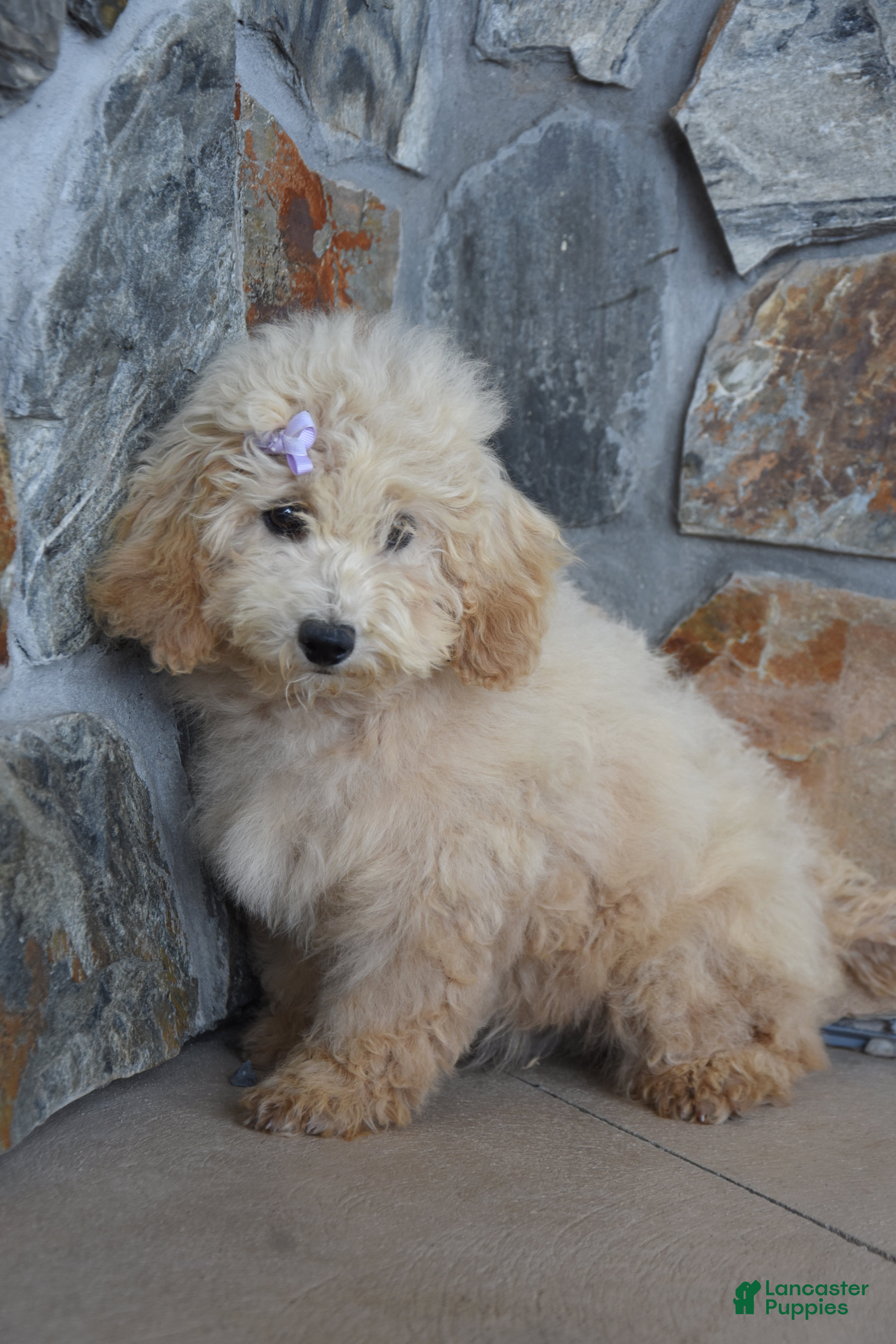 Miniature Poodle dogs Sissy - Ad 2