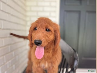 Goldendoodle dogs - Ad 14