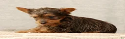 Yorkshire Terrier dogs for sale: Honey - Ad 7