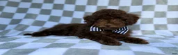 Cavapoo dogs for sale: Captain - Ad 6