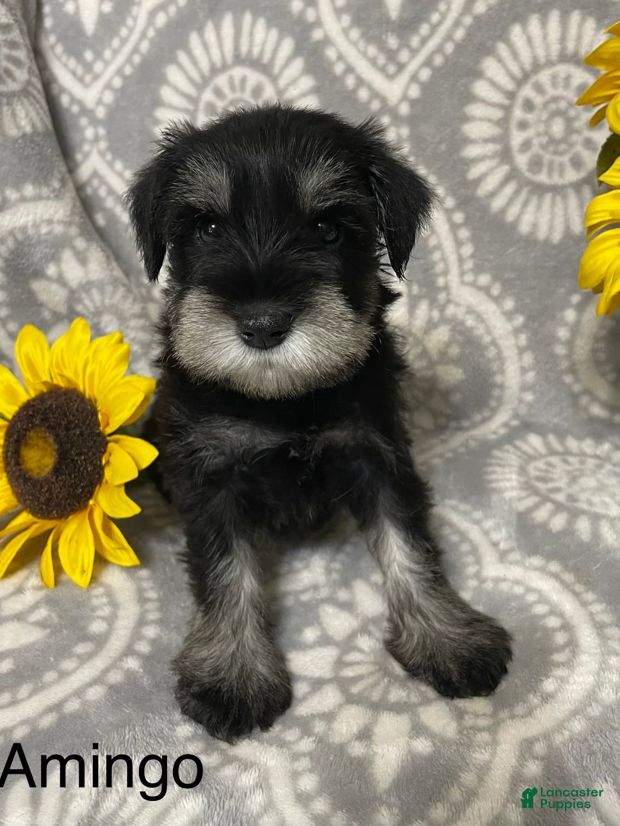 Miniature Schnauzer dogs Miniature Schnauzer 1 - Ad 1