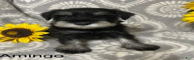 Miniature Schnauzer 1