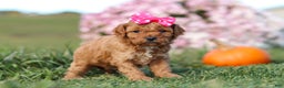 Cavapoo dogs for sale: Bella - Ad 3