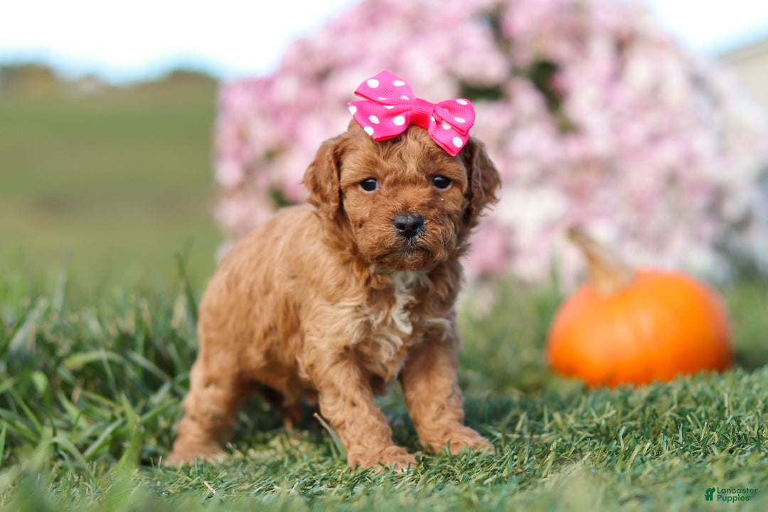 Cavapoo dogs for sale: Bella - Ad 3