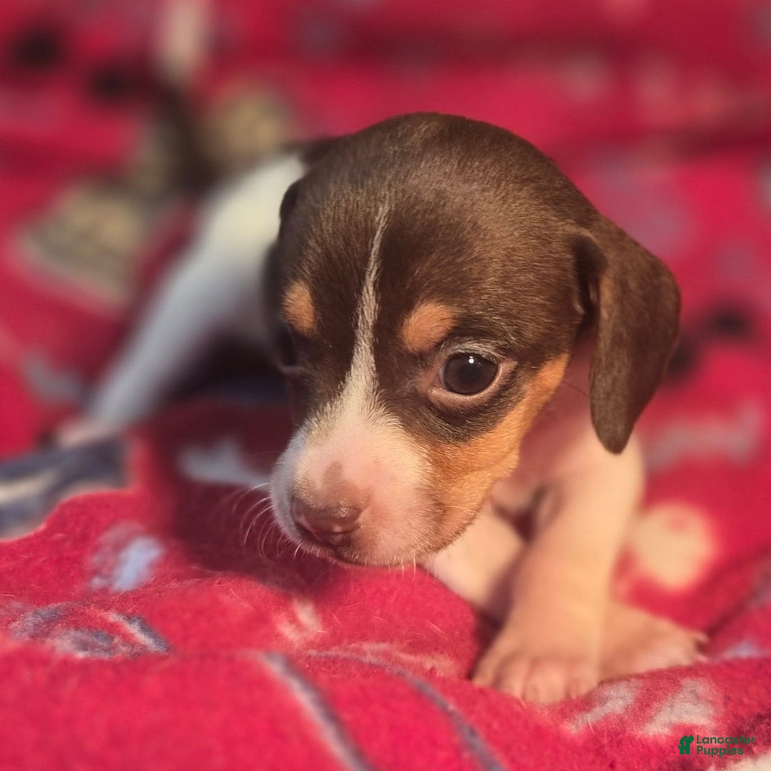 Beagle dogs for sale: Nutmeg Queen Elizabeth Pocket Beagle - Ad 5