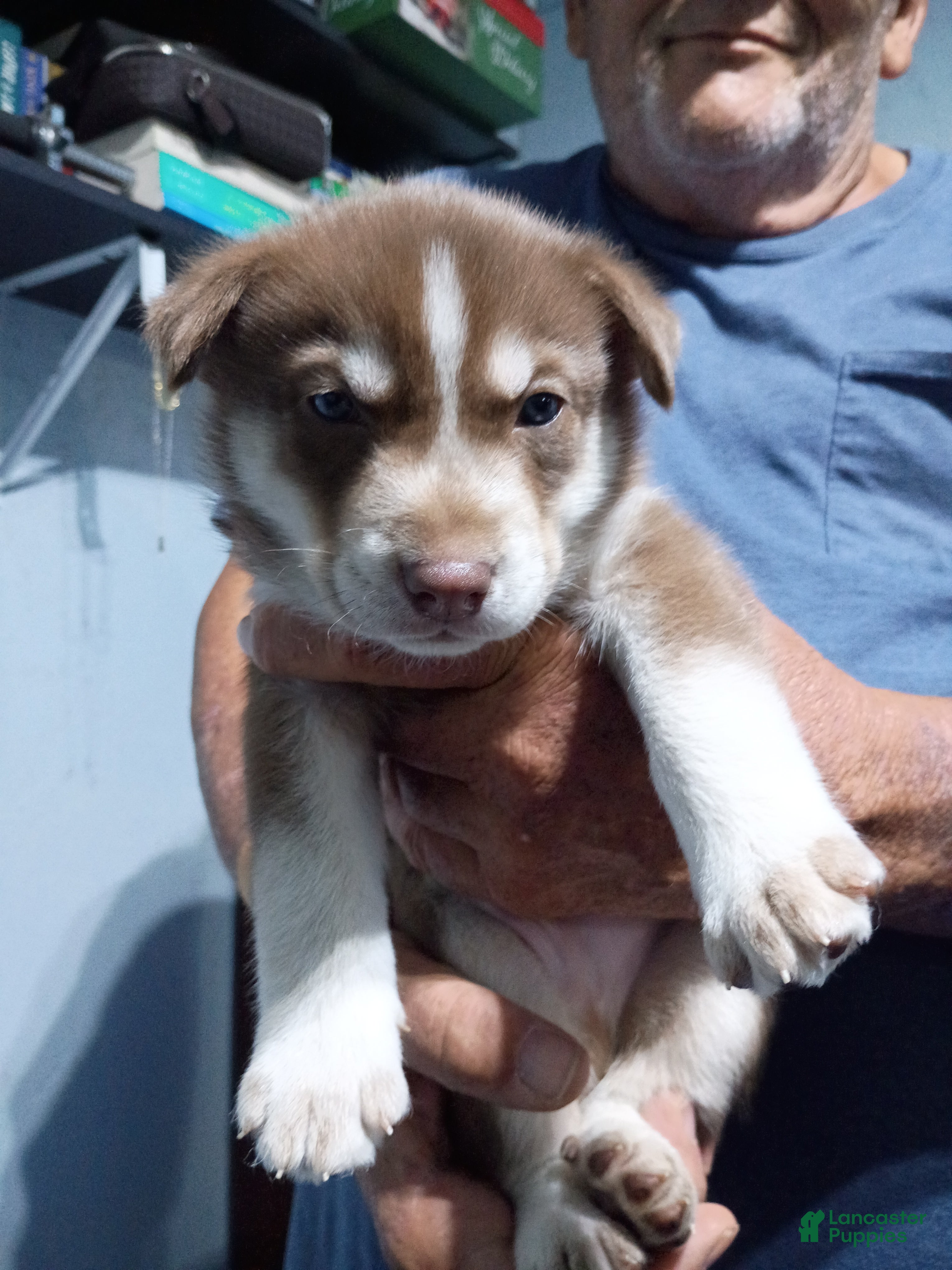 Siberian Husky dogs Light Blue Collar 6th Born - Temp Name is Skye - Ad 25