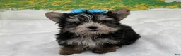 Morkie dogs for sale: Karl - Ad 2