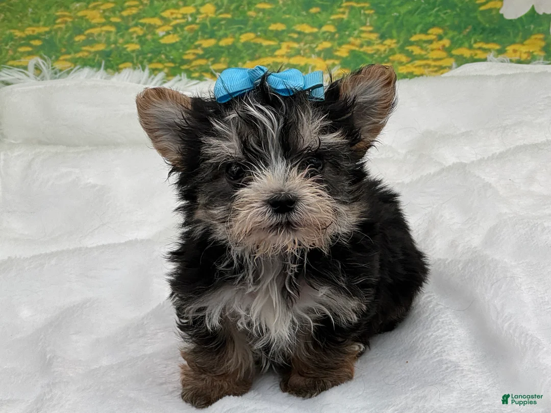 Morkie dogs for sale: Karl - Ad 2