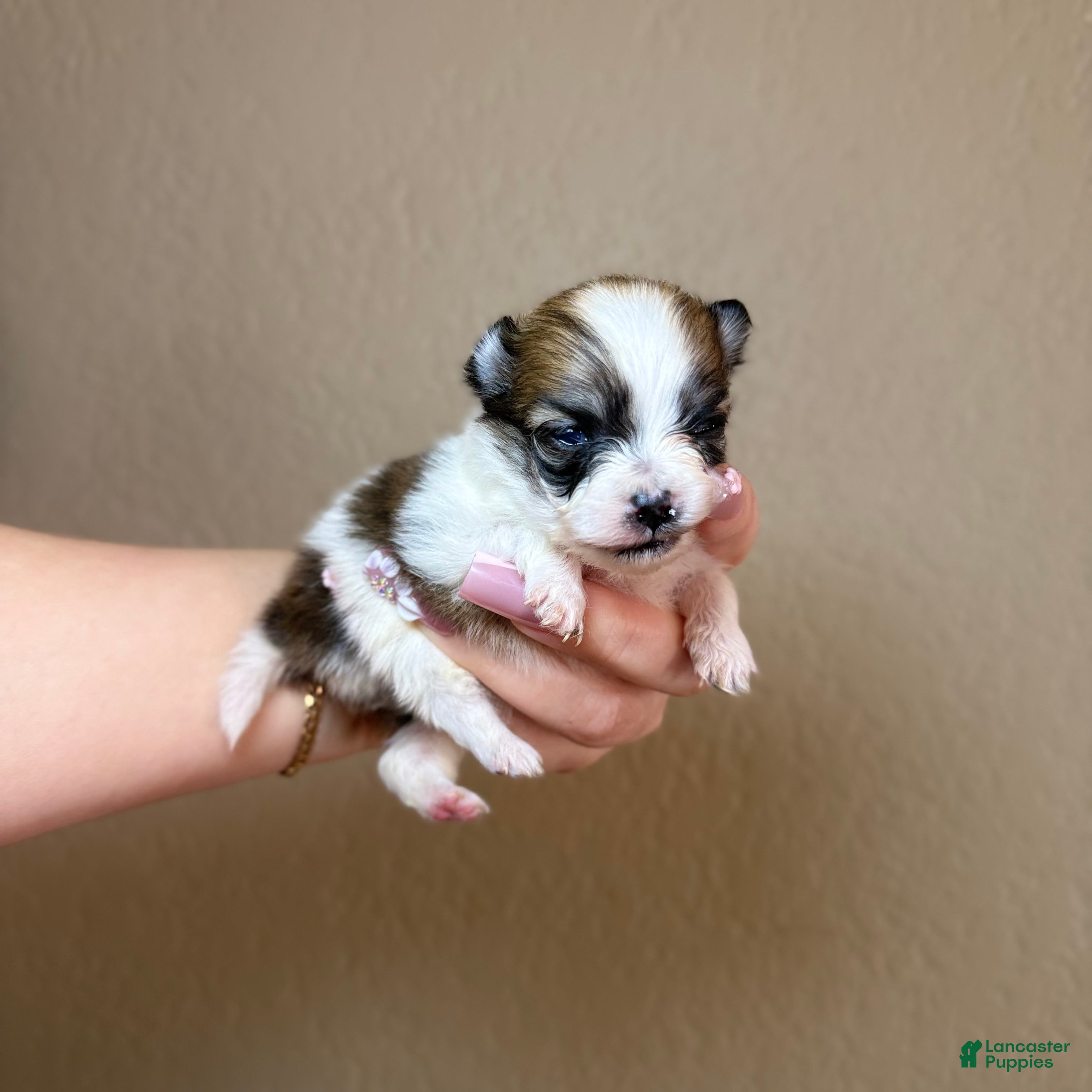 Pomeranian dogs Lady - Ad 23