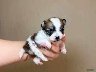 Pomeranian dogs Lady - Ad 23