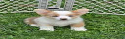 Welsh Corgi Pembroke dogs for sale: Beautiful Bentley  - Ad 5
