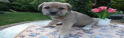 Cane Corso dogs for sale: Cane Corso Puppy 7 King - Ad 3