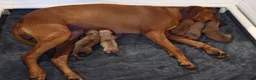 Rhodesian Ridgeback dogs for sale: Lucy - Ad 5