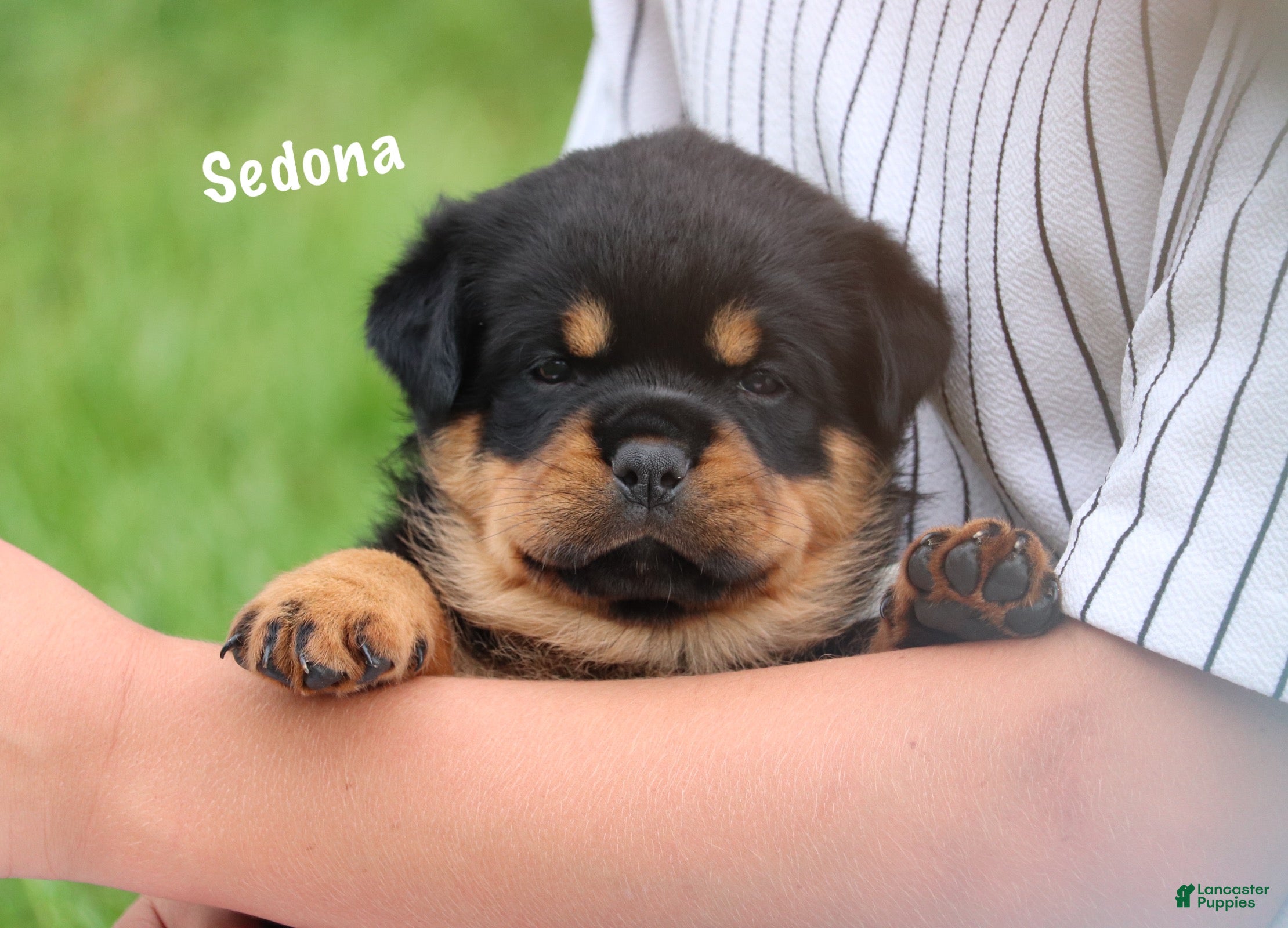 Rottweiler dogs Sedona w a Long Tail  - Ad 1