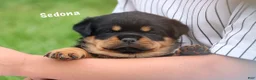 Rottweiler dogs for sale: Sedona w a Long Tail  - Ad 1