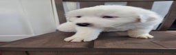 Great Pyrenees dogs for sale: Blizzard - Ad 5