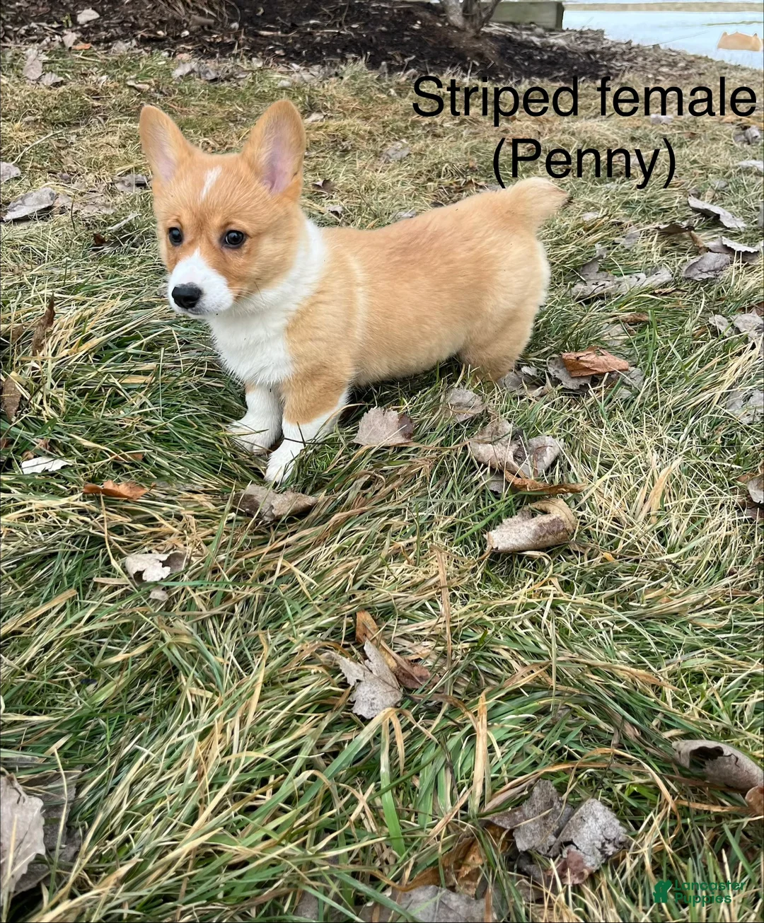 Welsh Corgi Pembroke dogs for sale: Welsh Corgi Pembroke Puppy 3 - Ad 1