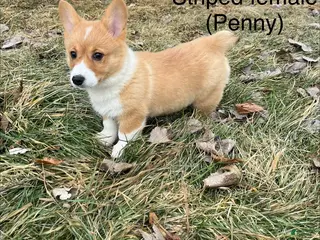 Welsh Corgi Pembroke dogs Welsh Corgi Pembroke Puppy 3 - Ad 3