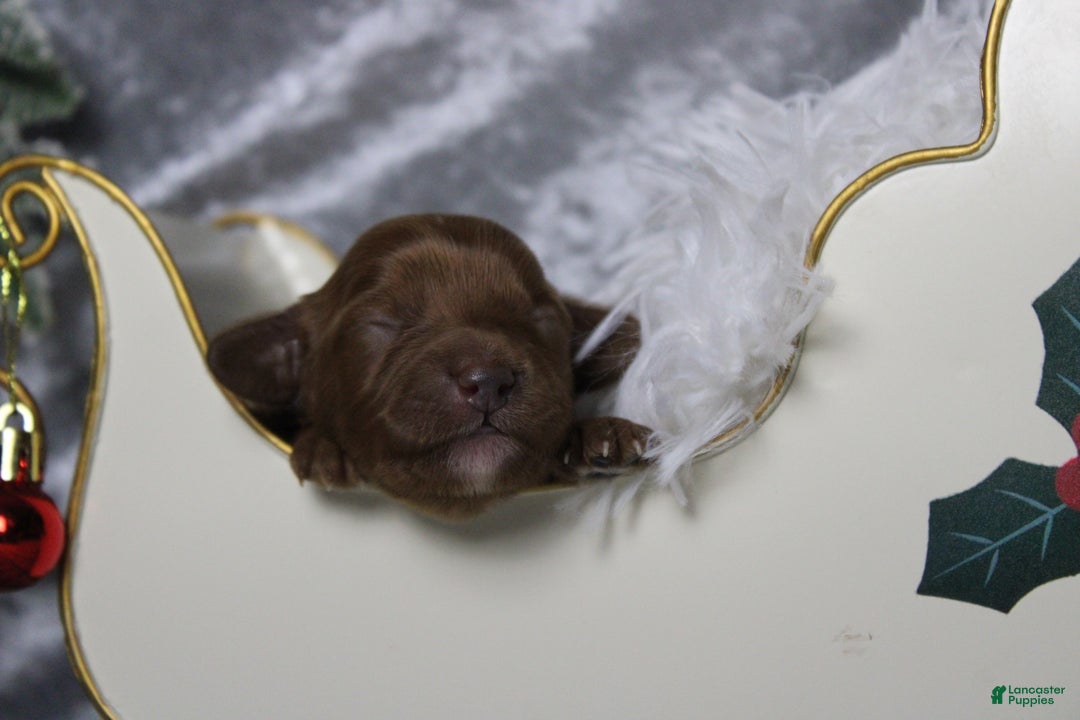 Cavapoo dogs for sale: Cherry - Ad 3