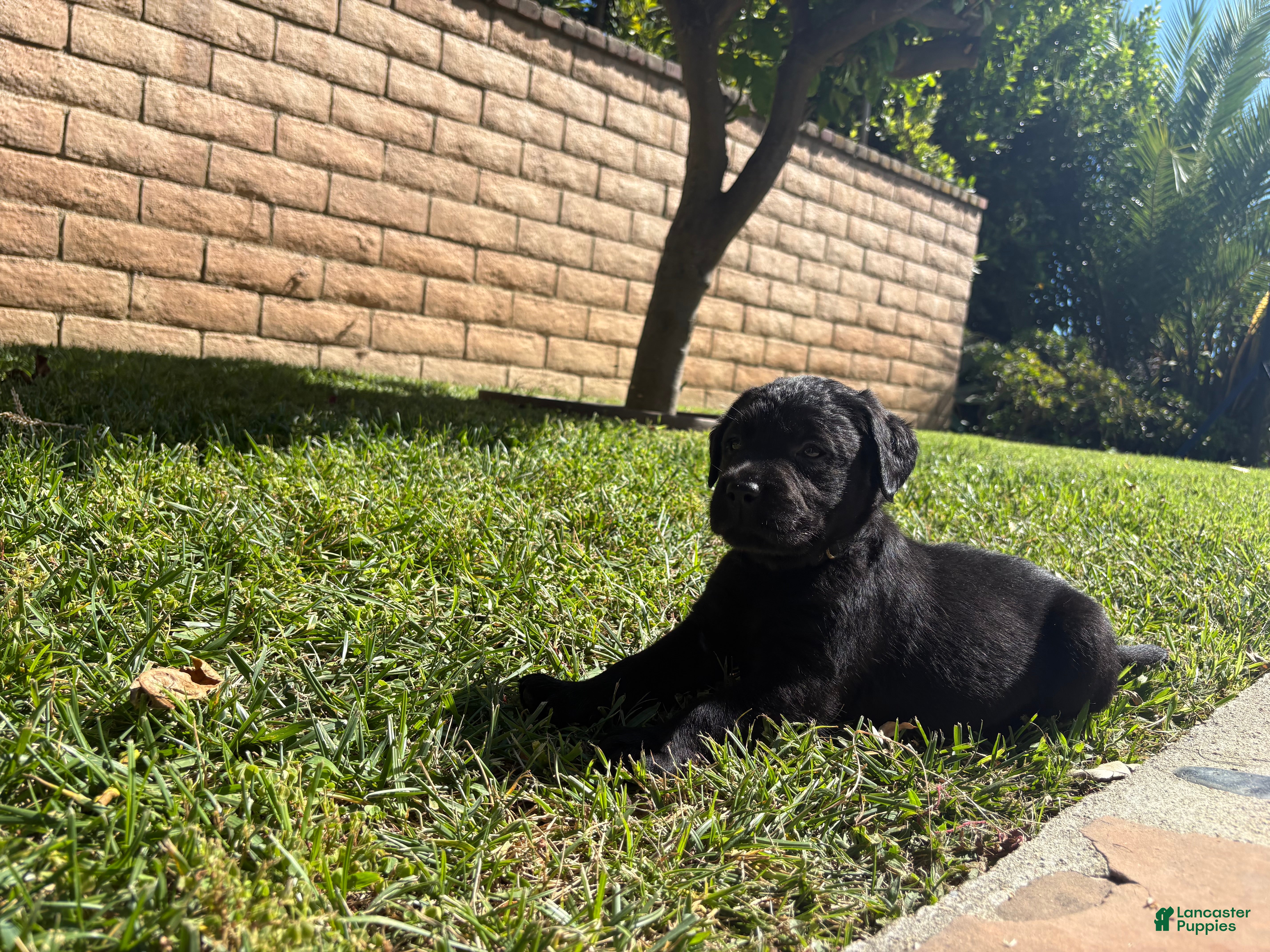 Labrador Retriever dogs  Black boy  - Ad 1
