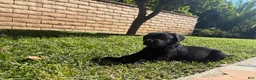 Labrador Retriever dogs for sale:  Black boy  - Ad 1