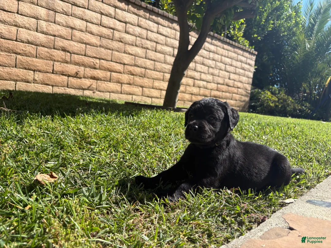 Labrador Retriever dogs for sale:  Black boy  - Ad 1