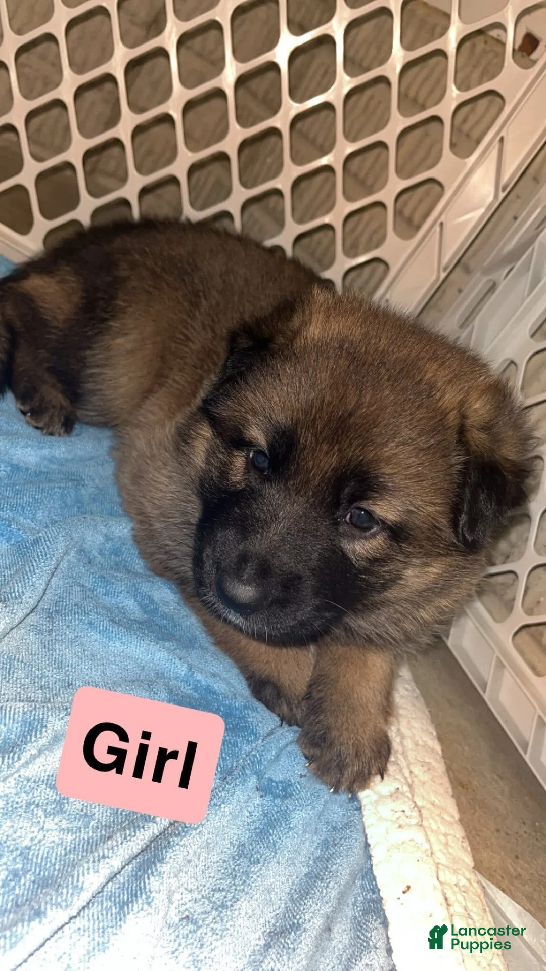 German Shepherd dogs for sale: Grey - Ad 2