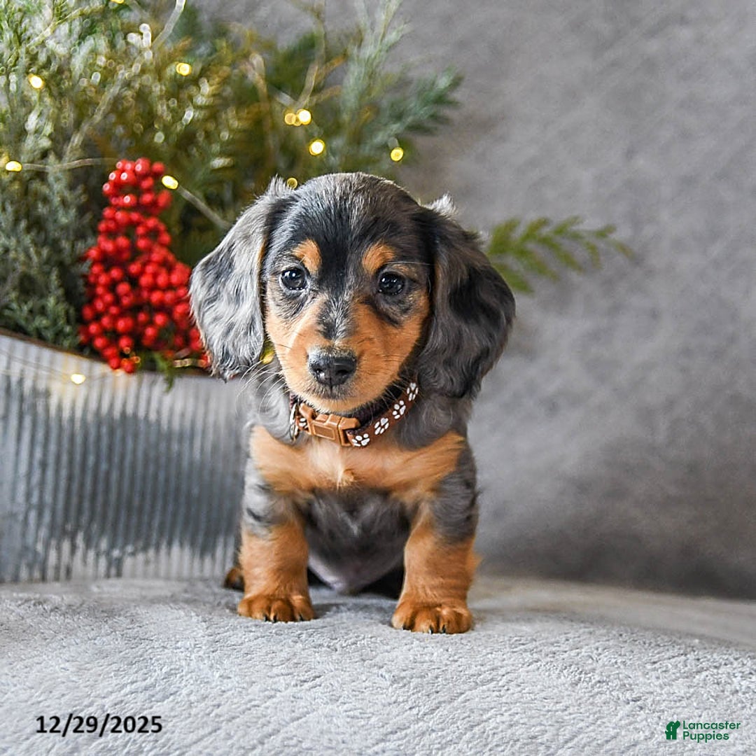 Miniature Dachshund dogs for sale: Scamper - Ad 3
