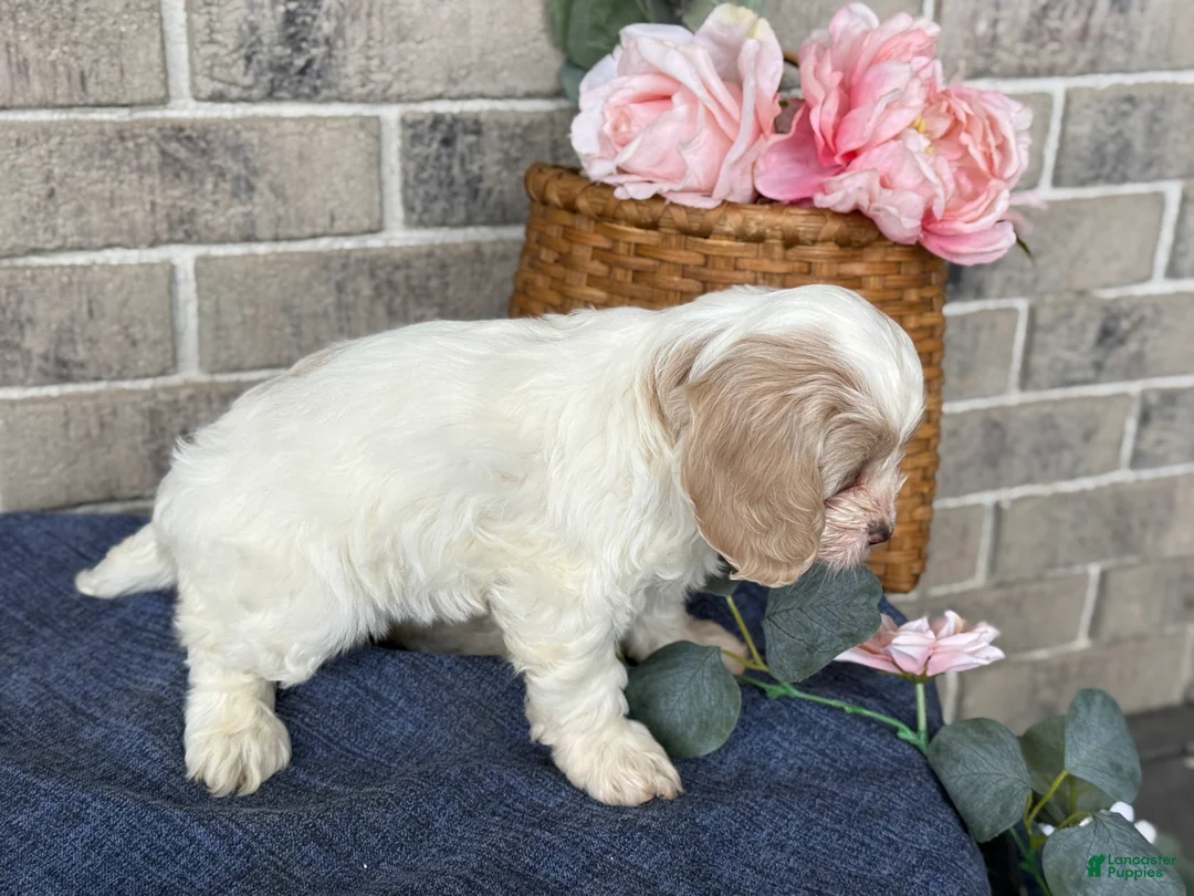 Cockapoo dogs for sale: Mable - Ad 8