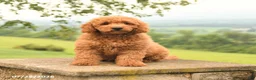 Mini Goldendoodle dogs for sale: Atley - Ad 1