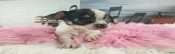 Chihuahua dogs for sale: Debras blk white girl. Hand Delivery  - Ad 6
