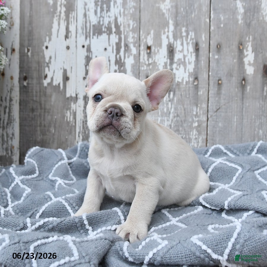 French Bulldog dogs Levi - Ad 2